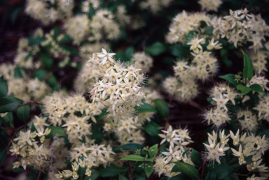 APII jpeg image of Backhousia myrtifolia  © contact APII