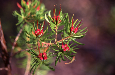 APII jpeg image of Darwinia procera  © contact APII