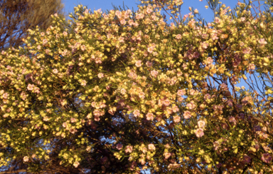 APII jpeg image of Eremophila sturtii  © contact APII