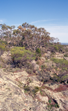 APII jpeg image of Eucalyptus serraensis  © contact APII