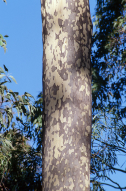 APII jpeg image of Corymbia maculata  © contact APII