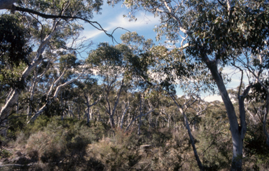 APII jpeg image of Eucalyptus pauciflora  © contact APII