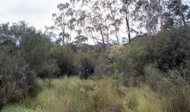 APII jpeg image of Melaleuca sp. nov. Megalong Valley  © contact APII
