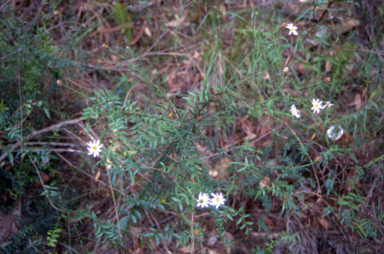 APII jpeg image of Olearia cordata  © contact APII