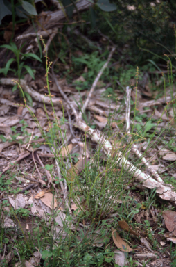 APII jpeg image of Stackhousia viminea  © contact APII