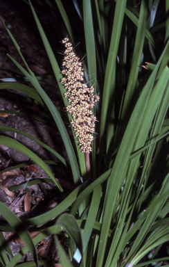 APII jpeg image of Lomandra longifolia  © contact APII