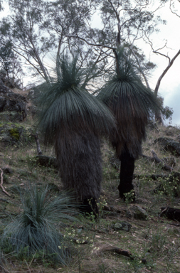APII jpeg image of Xanthorrhoea australis  © contact APII