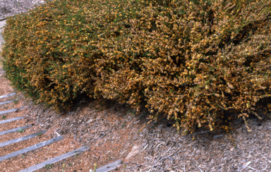 APII jpeg image of Eutaxia cuneata  © contact APII