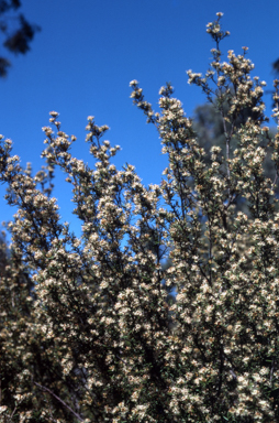 APII jpeg image of Grevillea australis  © contact APII