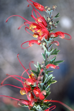 APII jpeg image of Grevillea tripartita  © contact APII