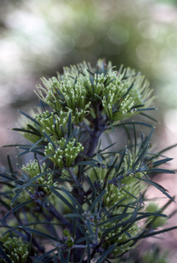 APII jpeg image of Hakea corymbosa  © contact APII