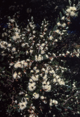 APII jpeg image of Hakea prostrata  © contact APII