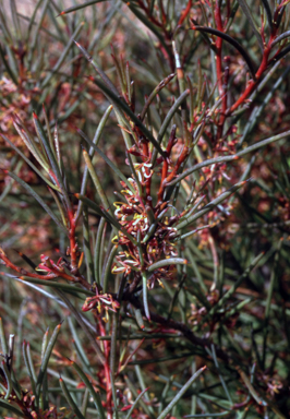 APII jpeg image of Hakea invaginata  © contact APII