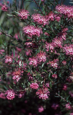 APII jpeg image of Grevillea 'Shirley Howie'  © contact APII