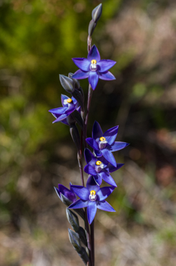 APII jpeg image of Thelymitra holmesii  © contact APII
