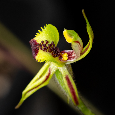 APII jpeg image of Caladenia amoena  © contact APII