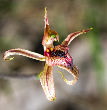 APII jpeg image of Caladenia cardiochila  © contact APII