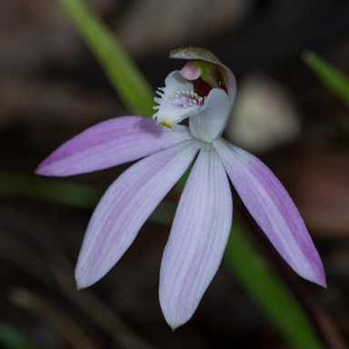 APII jpeg image of Caladenia catenata  © contact APII