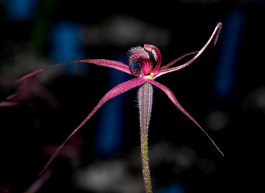 APII jpeg image of Caladenia cruciformis  © contact APII