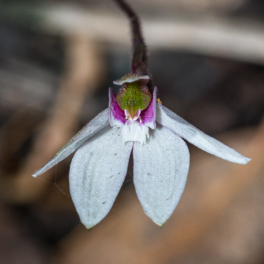 APII jpeg image of Caladenia maritima  © contact APII