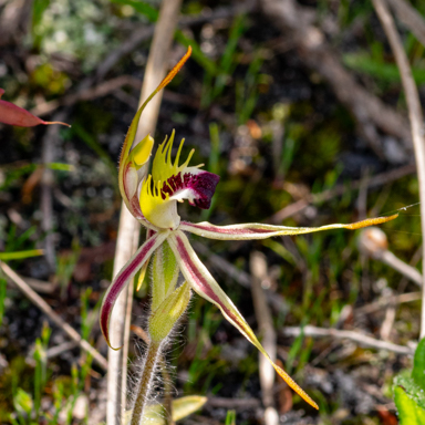 APII jpeg image of Caladenia parva  © contact APII