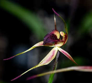 APII jpeg image of Caladenia peisleyi  © contact APII