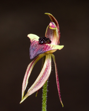 APII jpeg image of Caladenia tessellata?  © contact APII