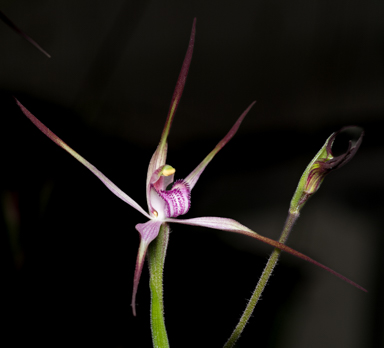 APII jpeg image of Caladenia versicolor?  © contact APII