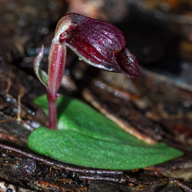 APII jpeg image of Corybas unguiculatus  © contact APII