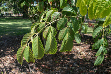 APII jpeg image of Leea novoguineensis  © contact APII