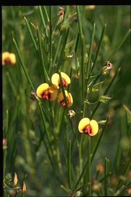 APII jpeg image of Daviesia lineata  © contact APII