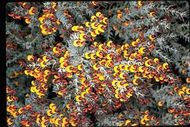 APII jpeg image of Daviesia nudiflora subsp. amplectens  © contact APII