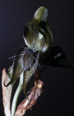 APII jpeg image of Pterostylis roensis  © contact APII