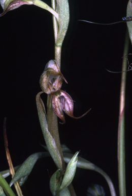 APII jpeg image of Pterostylis hamata  © contact APII