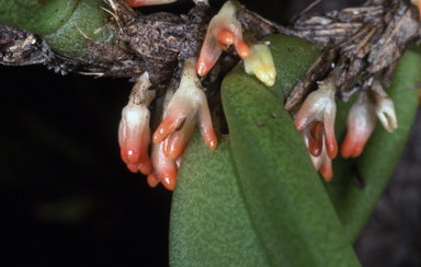 APII jpeg image of Bulbophyllum schillerianum  © contact APII