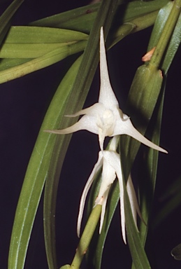 APII jpeg image of Dendrobium tozerense  © contact APII