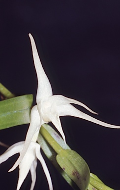 APII jpeg image of Dendrobium tozerense  © contact APII