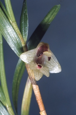 APII jpeg image of Dendrobium malbrownii  © contact APII