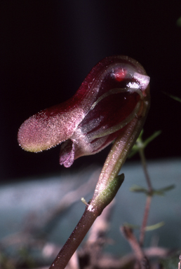APII jpeg image of Corybas fordhamii  © contact APII