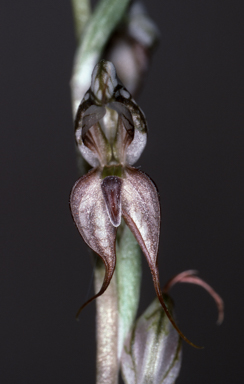 APII jpeg image of Pterostylis cobarensis  © contact APII