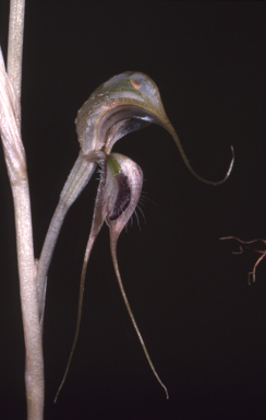 APII jpeg image of Oligochaetochilus exsertus  © contact APII