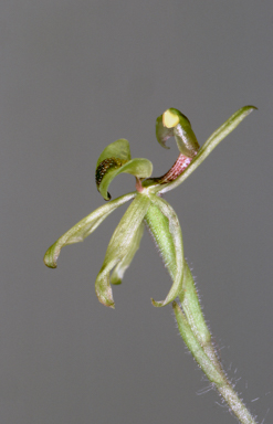 APII jpeg image of Caladenia bryceana  © contact APII