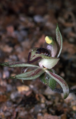 APII jpeg image of Caladenia cardiochila  © contact APII
