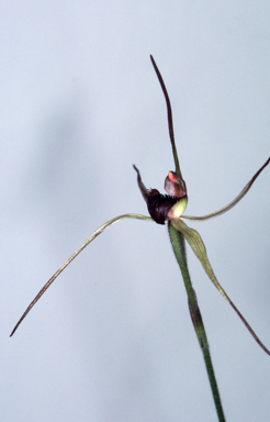 APII jpeg image of Caladenia orestes  © contact APII