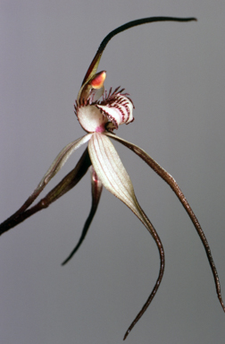 APII jpeg image of Caladenia patersonii  © contact APII