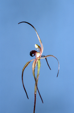 APII jpeg image of Caladenia patersonii  © contact APII