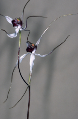 APII jpeg image of Caladenia longicauda  © contact APII