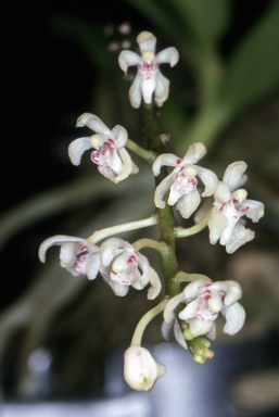 APII jpeg image of Brachypeza archytas  © contact APII