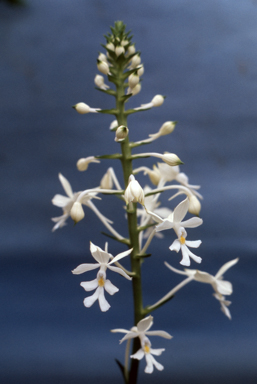 APII jpeg image of Calanthe australasica  © contact APII