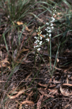 APII jpeg image of Pecteilis ochroleuca  © contact APII